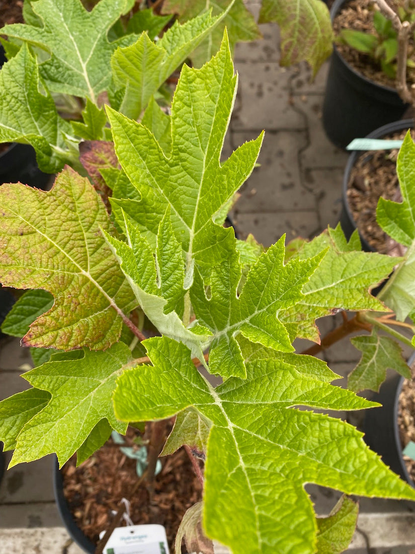 Eikenbladhortensia-Hydrangea-quercifolia-Munchkin.jpg Eikenbladhortensia-Hydrangea-quercifolia-Munchkin.jpg