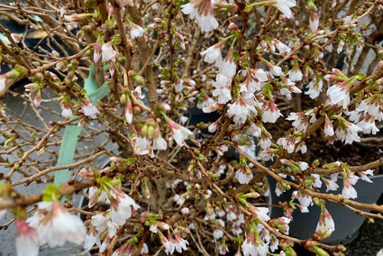 Fuji kers - Prunus incisa 'Kojou-no-mai'