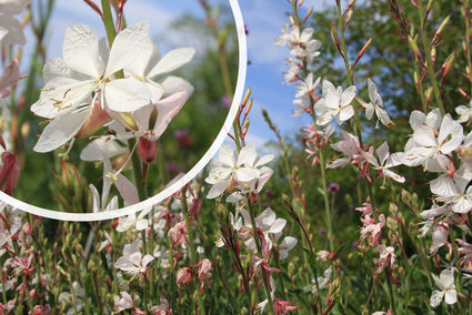 Bloei Prachtkaars - Gaura lindheimeri 'Whirling Butterflies'