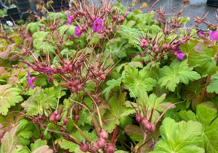 De inheemse Ooievaarsbek Geranium macrorrhizum