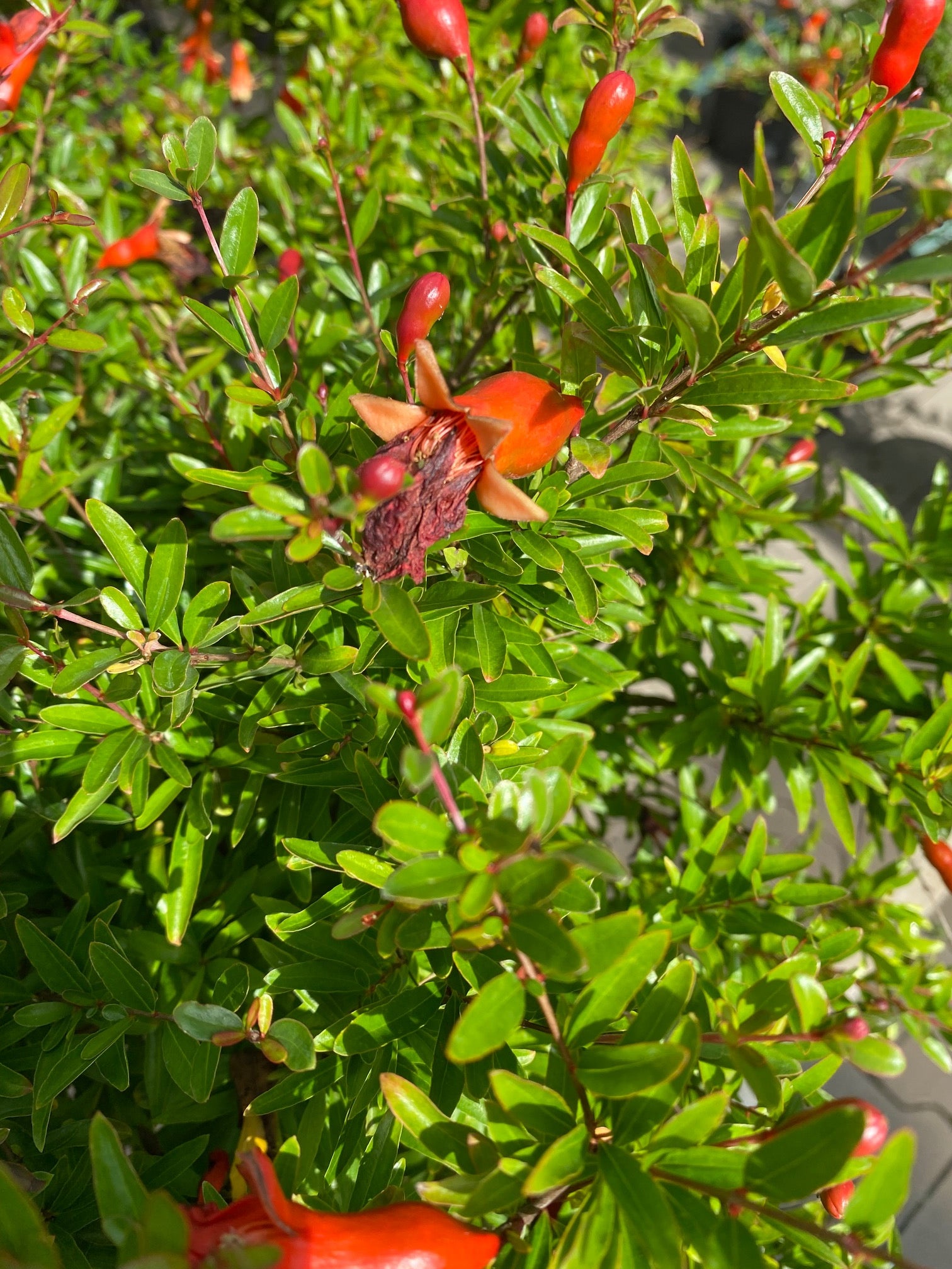 Granaatappelstruik Punica granatum Nana granaatappel plant
