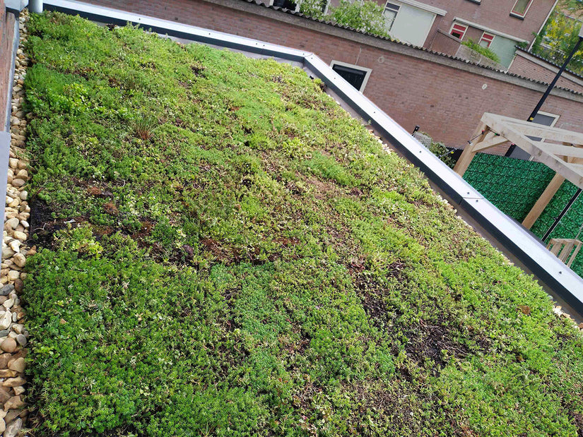 Groen dak met matten sedumdak