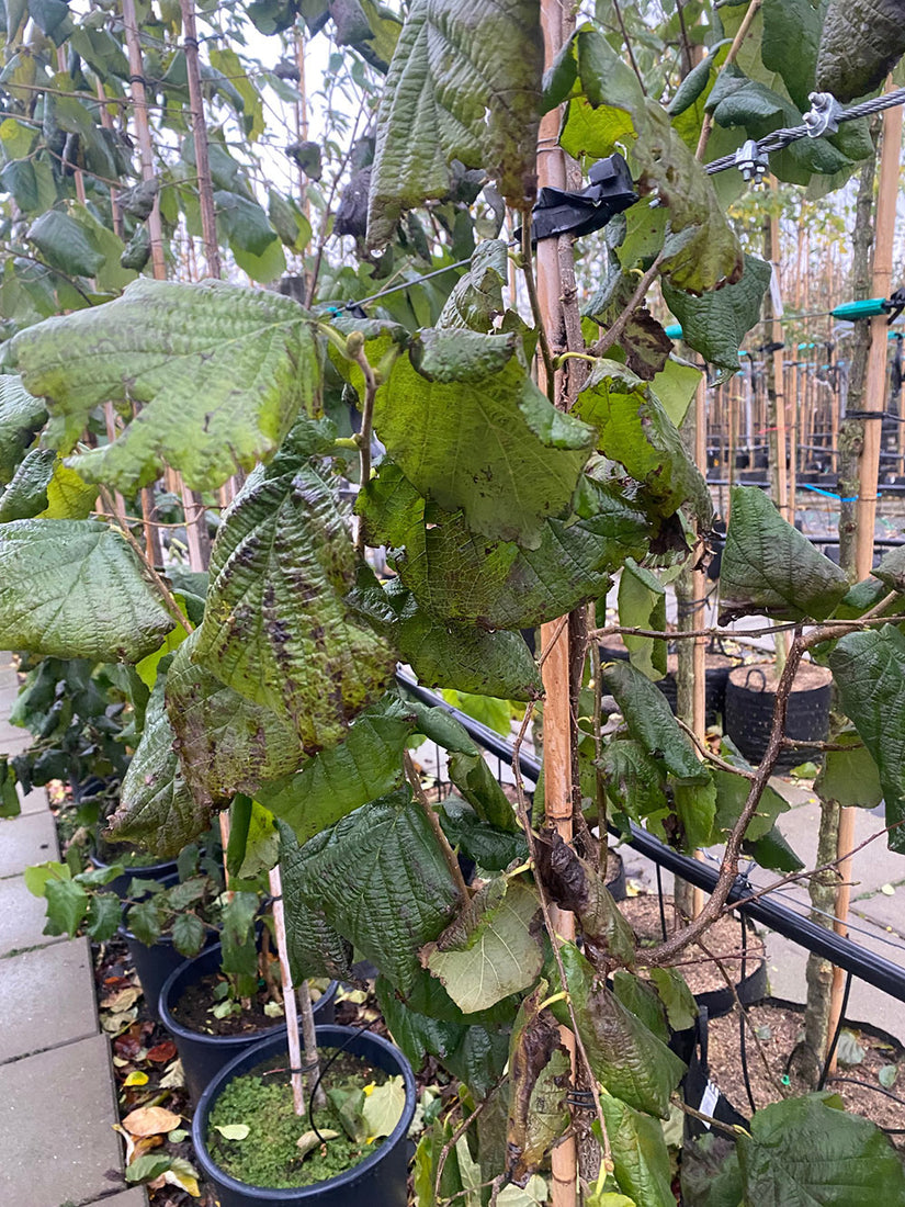 Hazelaar - Corylus avellana 'Fertile de Coutard' (November) Hazelaar - Corylus avellana 'Fertile de Coutard' (November)