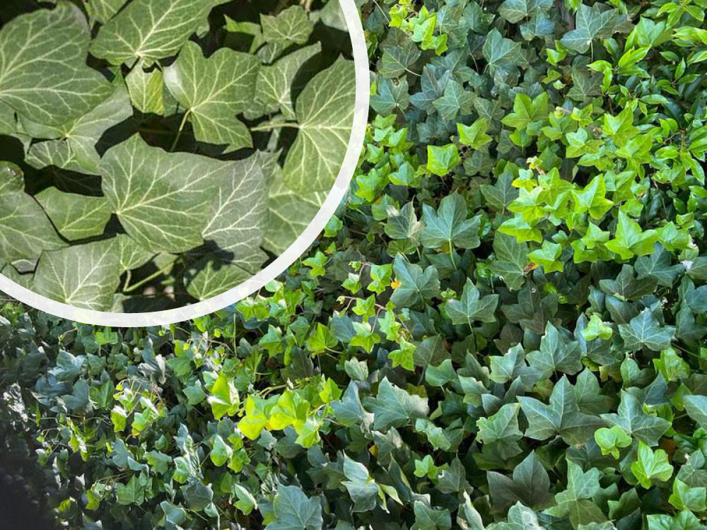 Groenblijvende Hedera helix 'Woerner' Klimop planten kopen
