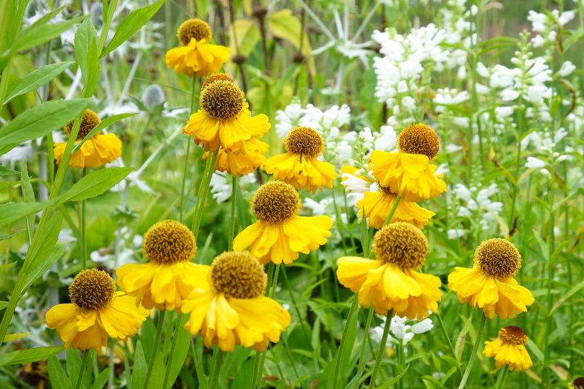 Helenium 'Kanaria' Helenium 'Kanaria'