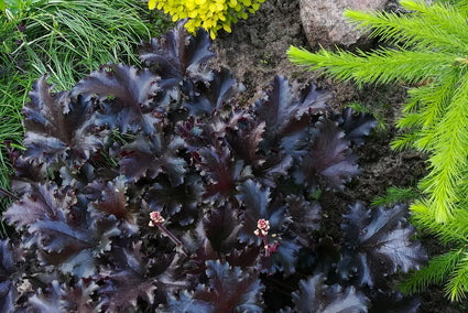Purperklokje - Heuchera 'Black Beauty'