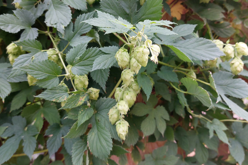 De hopbellen van de Hop plant De hopbellen van de Hop plant