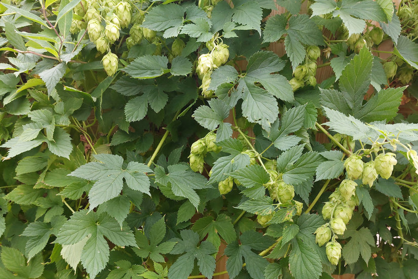 Hop - Humulus lupulus Hop - Humulus lupulus