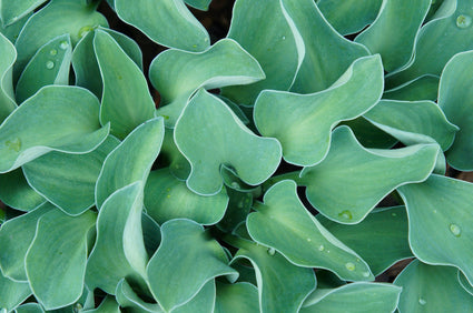 Hosta-Blue-Mouse-Ears.jpg