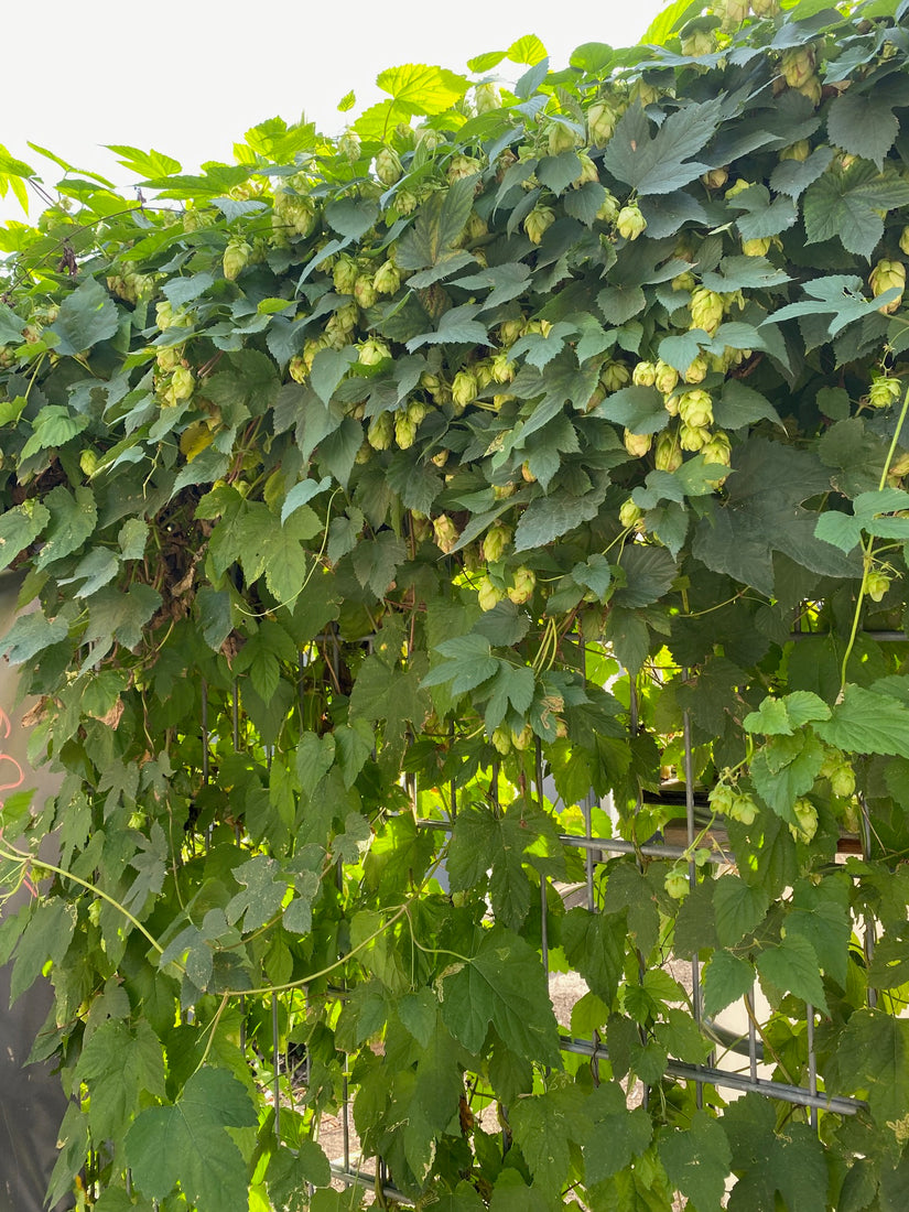 klimplant Hop - Humulus lupulus klimplant Hop - Humulus lupulus
