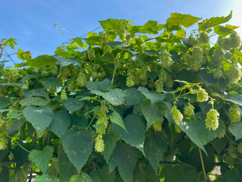 Humulus lupulus - Hop Humulus lupulus - Hop