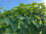 Humulus lupulus - Hop Humulus lupulus - Hop