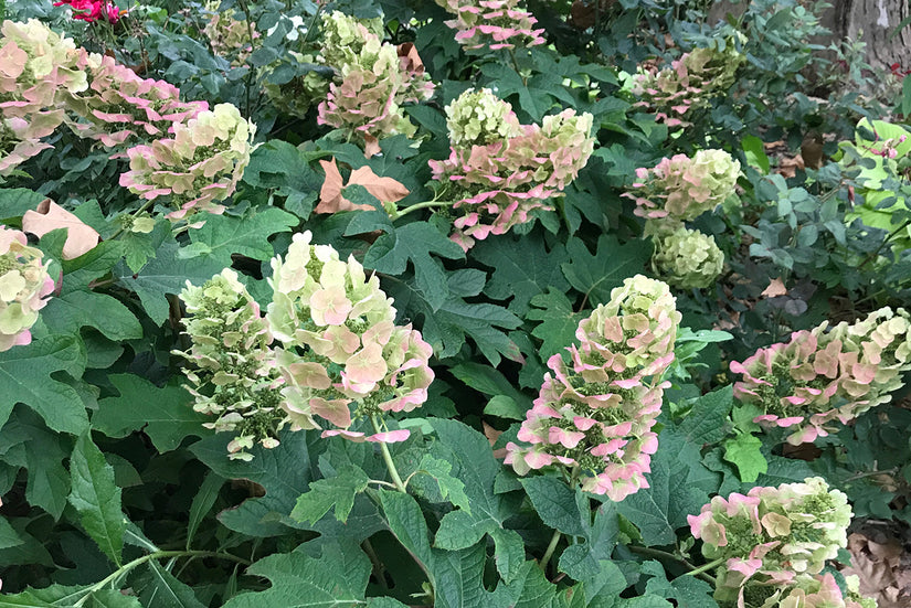 Hydrangea quercifolia 'Munchkin' Hydrangea quercifolia 'Munchkin'