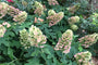 Hydrangea quercifolia 'Munchkin' Hydrangea quercifolia 'Munchkin'