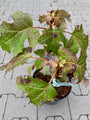 Eikenbladhortensia - Hydrangea quercifolia 'Munchkin' Eikenbladhortensia - Hydrangea quercifolia 'Munchkin'