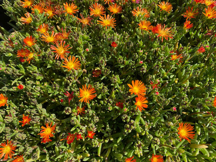 IJsbloem - Delosperma cooperi - Oranje