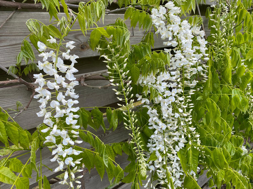 klant witte blauweregen klant witte blauweregen