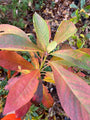 Schijnels clehtra herfstblad kleuren