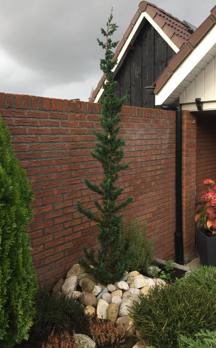 Californische cipres - chamaecyparis wissel's saguaro