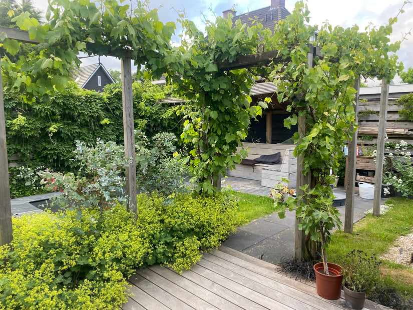 Blauwe druif pergola plant - klantfoto Blauwe druif pergola plant - klantfoto
