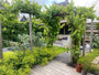 Blauwe druif pergola plant - klantfoto Blauwe druif pergola plant - klantfoto