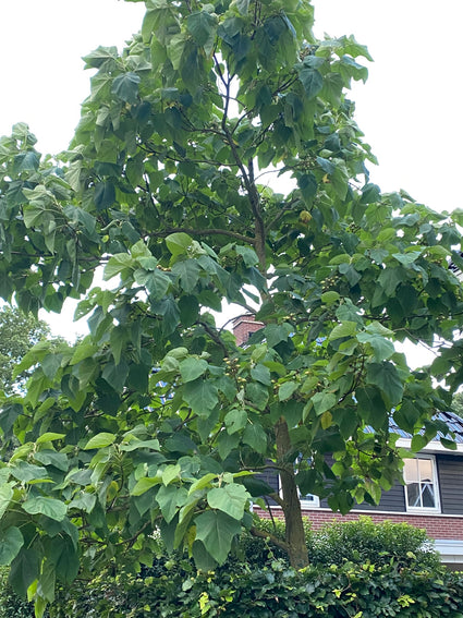 Grootbladige Magnolia - Magnolia macrophylla