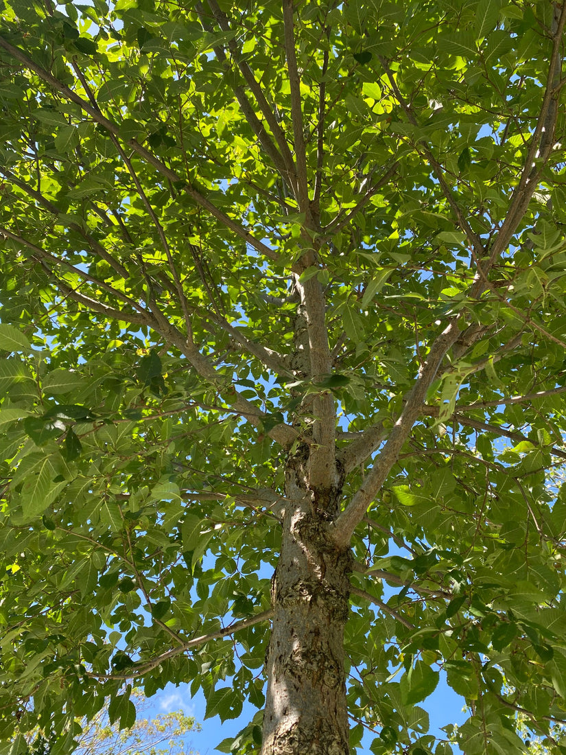 Iep - Ulmus 'Rebona' Iep - Ulmus 'Rebona'