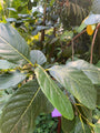 Jackfruit - Artocarpus heterophyllus Jackfruit - Artocarpus heterophyllus