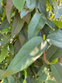 Kamperfoelie - Lonicera henryi Kamperfoelie - Lonicera henryi