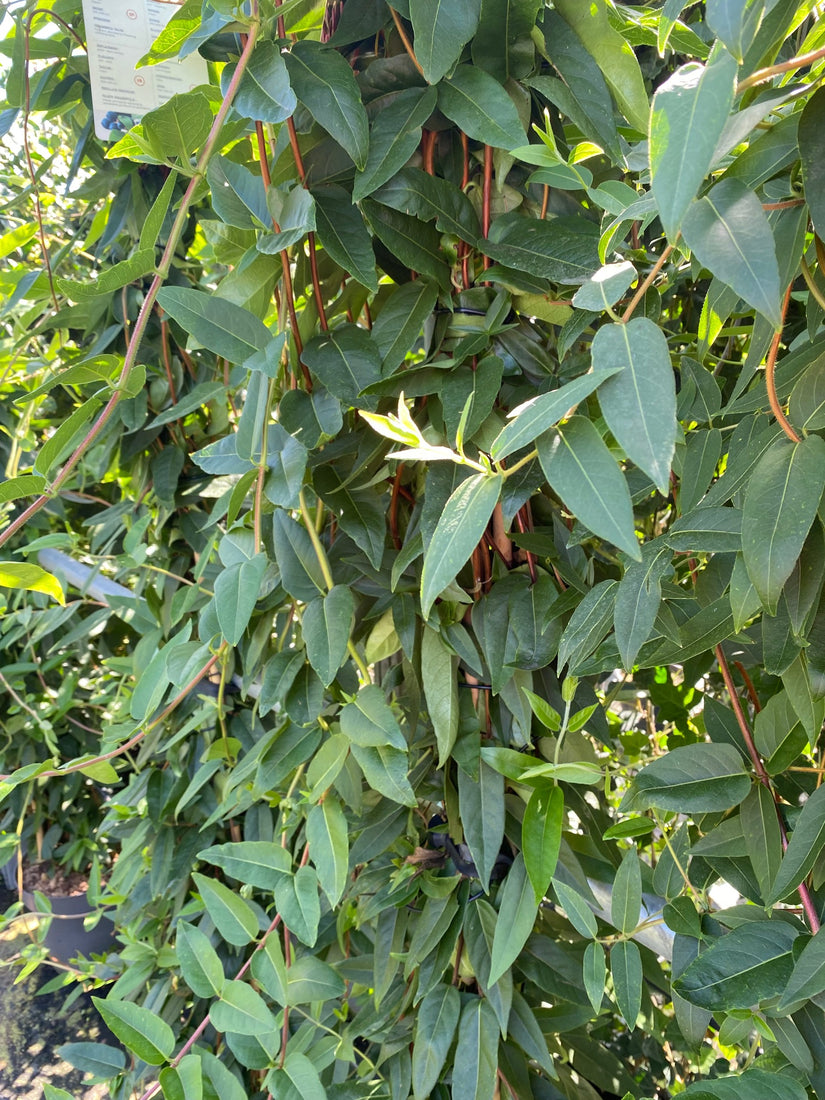 Groenblijvende Kamperfoelie - Lonicera henryi  Groenblijvende Kamperfoelie - Lonicera henryi