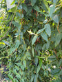 Groenblijvende Kamperfoelie - Lonicera henryi  Groenblijvende Kamperfoelie - Lonicera henryi