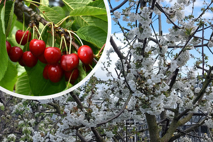 Kersenboom in bloei - Prunus Avium