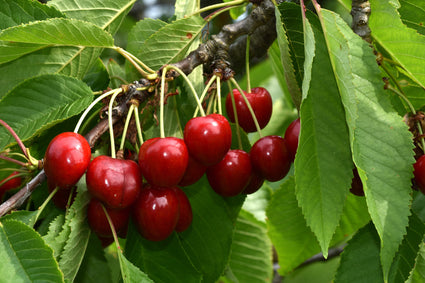 Kersenboom - Prunus Avium