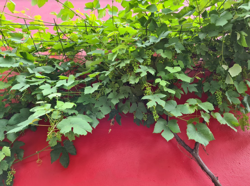 eetbare druiven klimplanten eetbare druiven klimplanten
