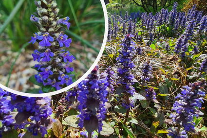 Kruipend Zenegroen - Ajuga reptans