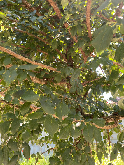 Detail Kurkiep - Ulmus minor 'Cloud Corky'