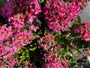 Lagerstroemia indica 'Berry Dazzle' Lagerstroemia indica 'Berry Dazzle'