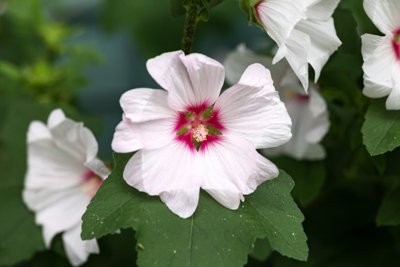 Struikmalva - Lavatera 'Barnsley' bloei Struikmalva - Lavatera 'Barnsley' bloei