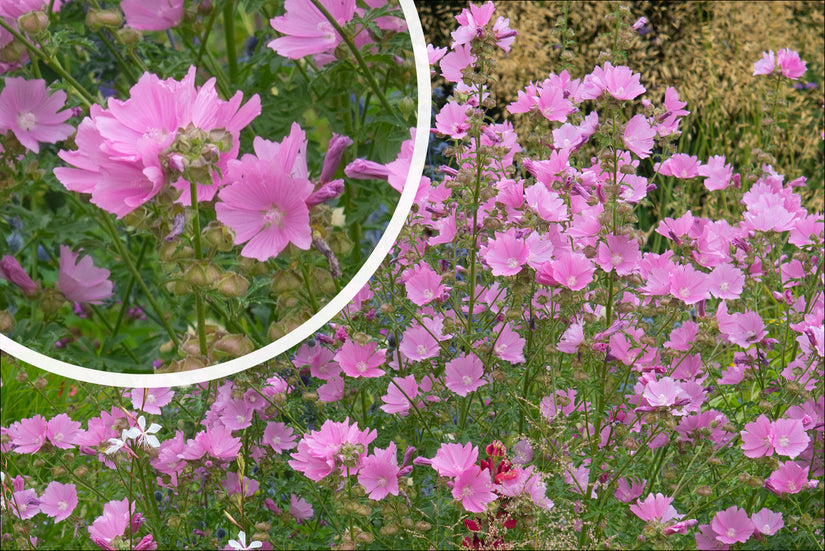 Struikmalva - Lavatera 'Rosea' in bloei Struikmalva - Lavatera 'Rosea' in bloei
