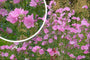 Struikmalva - Lavatera 'Rosea' in bloei Struikmalva - Lavatera 'Rosea' in bloei