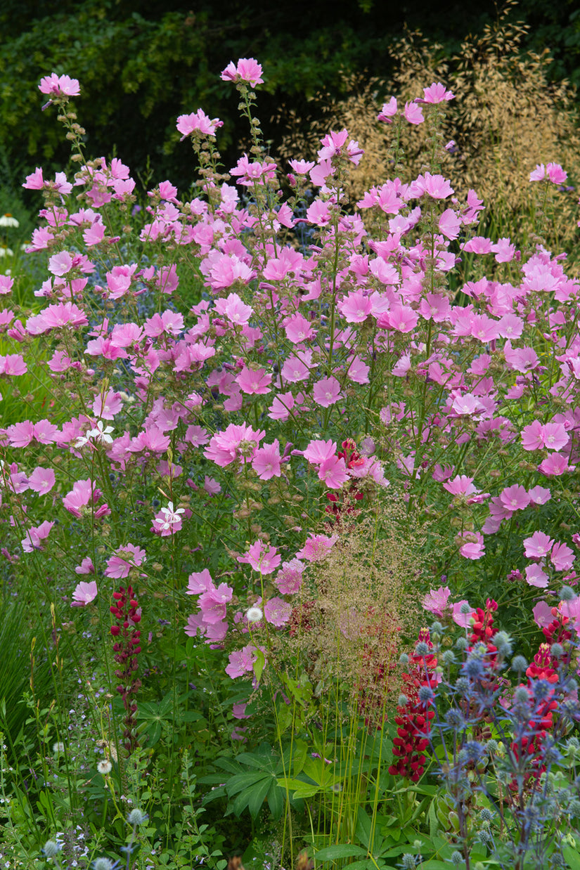 Lavatera 'Rosea' mooie struikachtige borderplant  Lavatera 'Rosea' mooie struikachtige borderplant