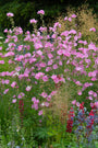 Lavatera 'Rosea' mooie struikachtige borderplant  Lavatera 'Rosea' mooie struikachtige borderplant