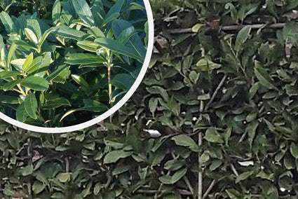 Leilaurier - Prunus caucasica leiboom bladkleur en bladvorm