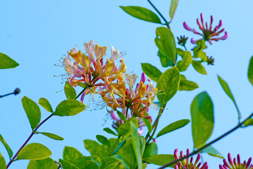 Kamperfoelie - Lonicera henryi - Bloei Kamperfoelie - Lonicera henryi - Bloei