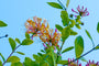 Kamperfoelie - Lonicera henryi - Bloei Kamperfoelie - Lonicera henryi - Bloei
