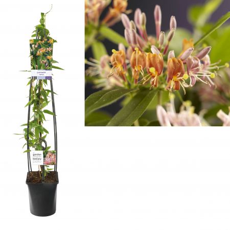 Kamperfoelie - Lonicera henryi groenblijvende klimplant voor pergola schuttig gevel of muur Kamperfoelie - Lonicera henryi groenblijvende klimplant voor pergola schuttig gevel of muur