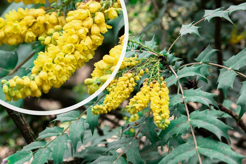 Mahoniestruik - Mahonia x media 'Charity' Mahoniestruik - Mahonia x media 'Charity'