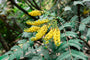 Mahoniestruik Mahonia x media 'Charity' in bloei Mahoniestruik Mahonia x media 'Charity' in bloei