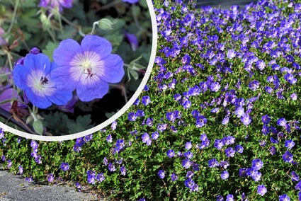 Ooievaarsbek - Geranium 'Rozanne' bloei