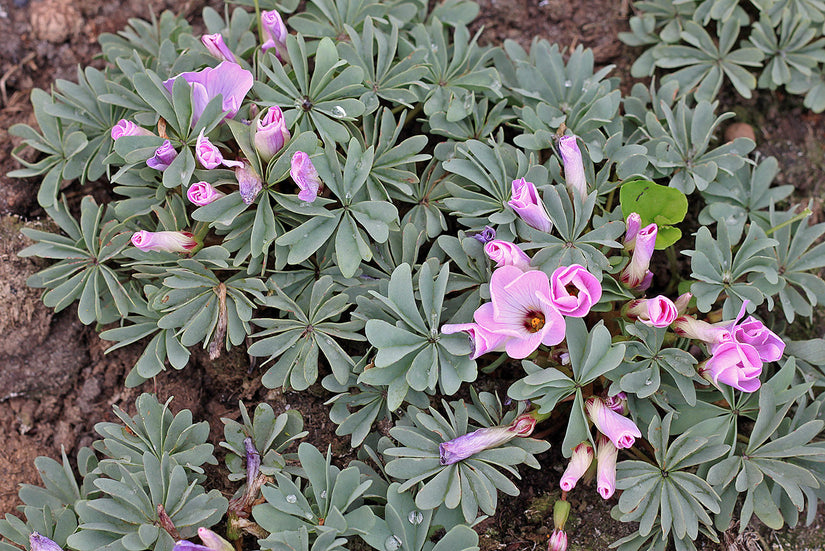 Klaverzuring - Oxalis adenophylla Klaverzuring - Oxalis adenophylla